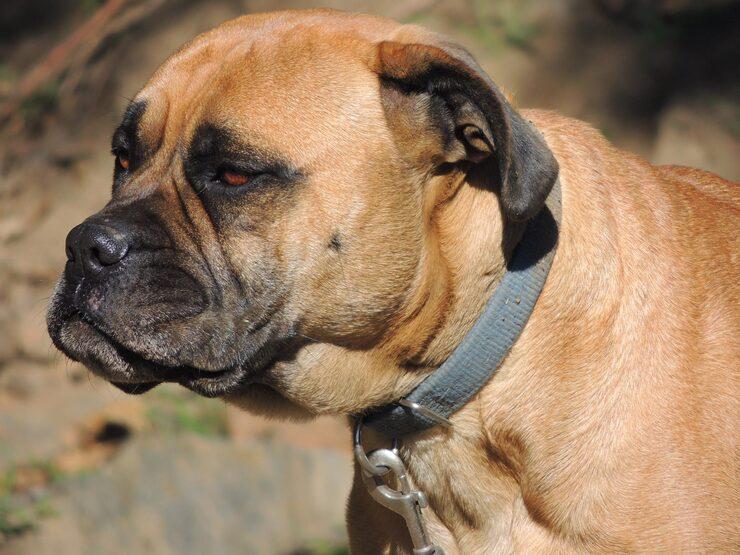 Bull mastiff for Sale in Nigeria