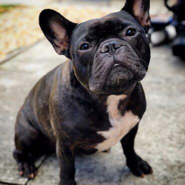 French bulldog for Sale in Lagos, Nigeria