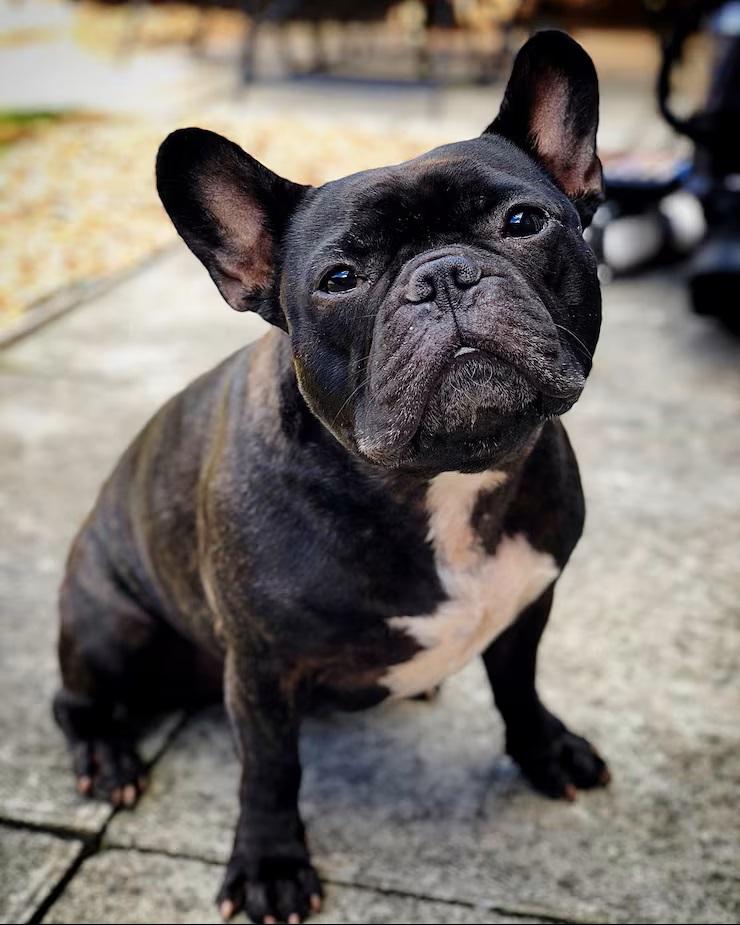 French bulldog for Sale in Lagos, Nigeria