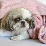 Lhasa Apso Breeding Guide: Heat Cycle, Age Chart & Litter Size