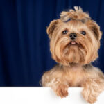 Lhasa Apso Puppies for Sale in Lagos & Adoption Information Guide