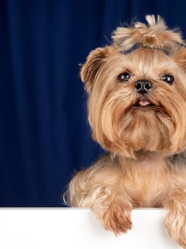 Lhasa Apso Puppies for Sale in Lagos Lhasa Apso Puppies for Sale in Lagos