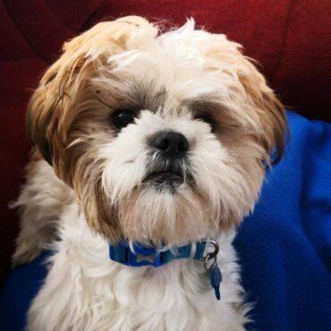 Lhasa Apso for Sale in Nigeria