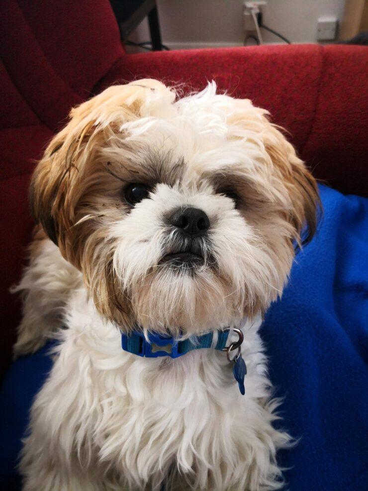 Lhasa Apso for Sale in Nigeria