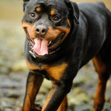 Rottweiler for Sale in Lagos, Nigeria