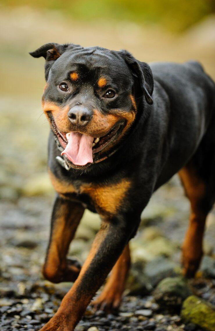 Rottweiler for Sale in Lagos, Nigeria
