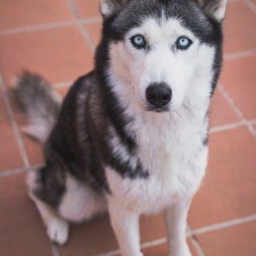 Siberian Huskies for Sale in Nigeria