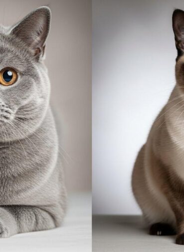 British Shorthair vs Siamese Cat Breed & Price Comparison in Nigeria British Shorthair vs Siamese Cat Breed & Price Comparison in Nigeria