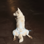 Hip Dysplasia in Dogs: Breeds at Risk, Signs & Treatment Options