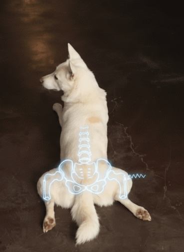 Hip Dysplasia in dogs