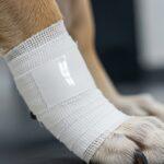 Dog Surgery Cost in Lagos: Operation & Aftercare Prices