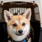 Move Your Pet Out of Nigeria (2026 Guide): Requirements, Costs & Expert Tips